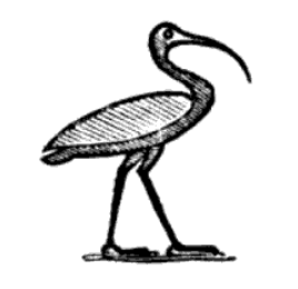 ibis